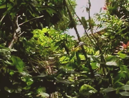 Gay Island Scene-2_two Muscular Gay Men Fucking Hard in the Jungle