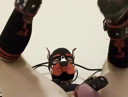 Gaping Gay Puppy Ass After Heavy Fisting Night