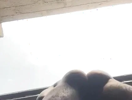 Doggy Bareback Below View