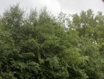 Jerking in the Woods