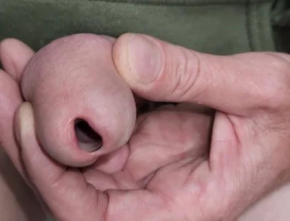 Urethral Toys and Gaping Pee Hole While Urinating