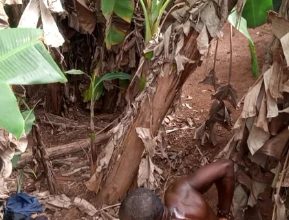 The Valentine Have Leash One Plantain Most Dick Hole