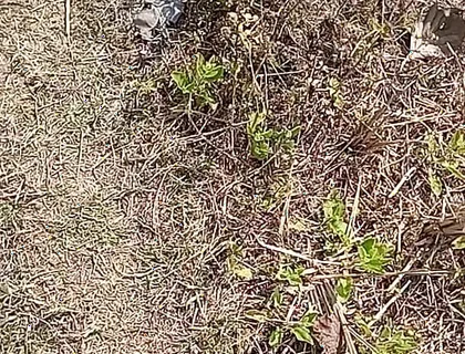 Outdoor Fucking Anal and Pussy Gay Boy