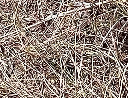 Gay Boy Outdoor Pussy Fuck Sissy Anal