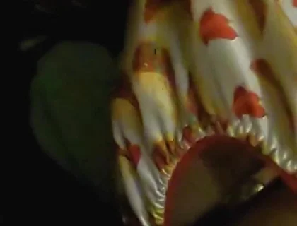 Satin taco thong bulge play jerk & cum