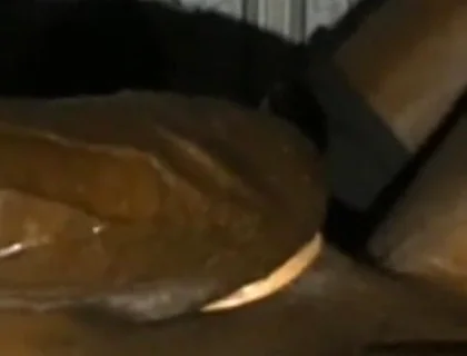 Rubbing Squeezing My Big Balls Stroking My BBC