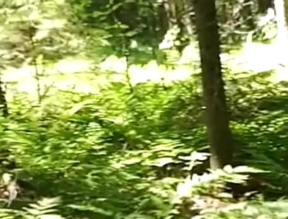 Chubbby Adventurer Forest Trips Over the Years