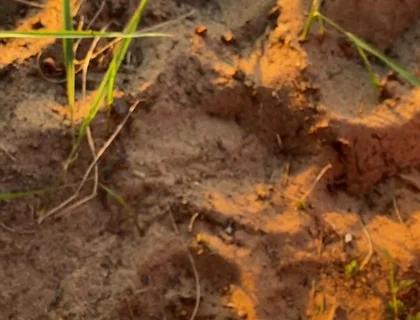 Wanna Taste All of My Cum?