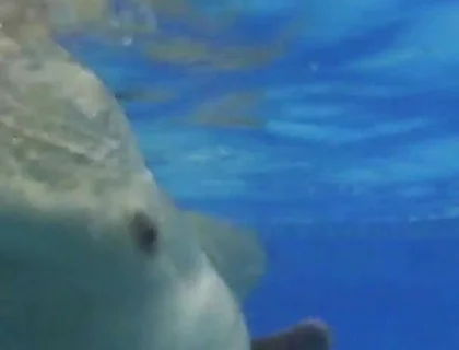 Indoor Public Pool Solo Uncut Nude Fit Man Swimming