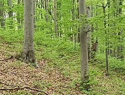 I Chase Him Through the Leaves