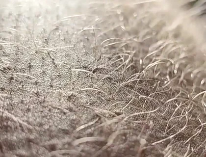 Ginger Fur