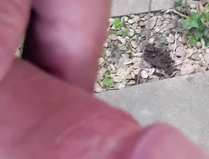 Big Uncut Cock Close up Outdoor Masturbation Wearing Denim Shorts - Rockardglans
