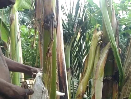 Man All Alone in the Forest and Make the Plantain Tree Is Wife and Fuck on It