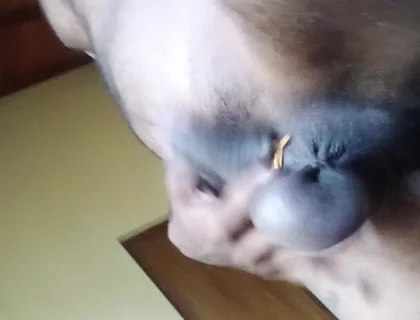 Uncut Cock an Balls Pressure Ring Swing