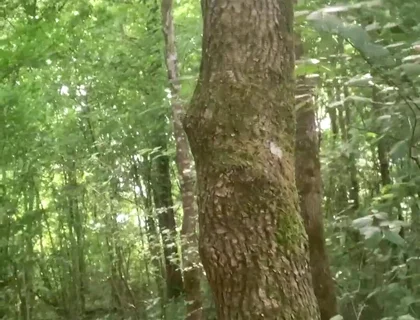Once Again in the Forest