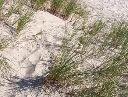 Hot Dilf Nude Beach Big Cock Showing off in the Dunes - Rockardglans