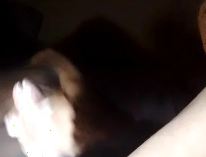 Dangling Sperm