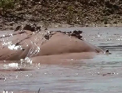 Deep, Creamy Brown Mud Bath in a Sand Pit