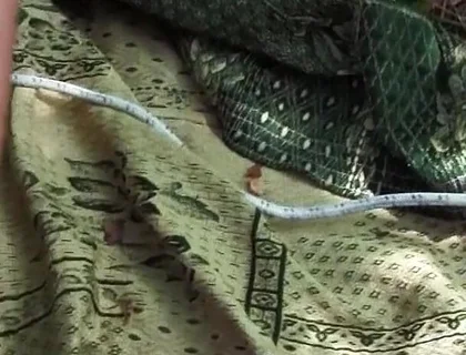 Young Sadist Whips an Old Pig Tied up in the Woods
