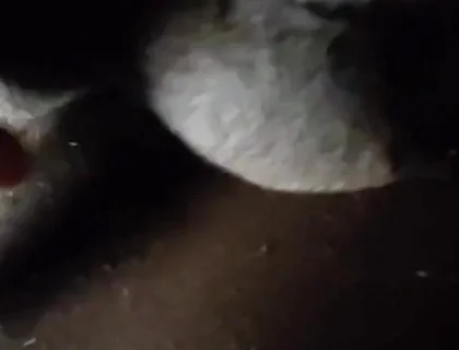 Spit on Your Genitals and Move and Ejaculate