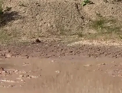 A Great Mud Adventure