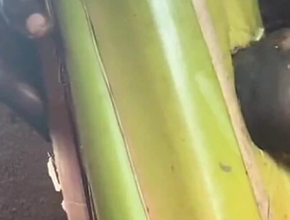 Best Plantain Tree Fucking Cumin Amateur