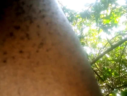 Travel bush