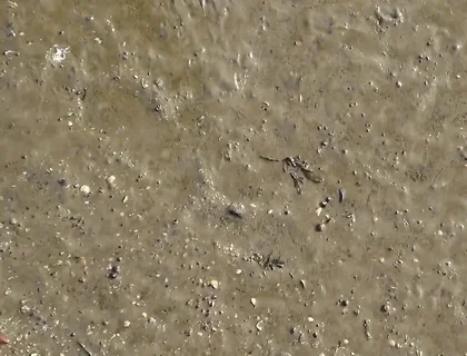 Short Test in the Mudflats on the Beach of Horumersiel