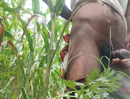 Big Black Hawking in the Cornfield