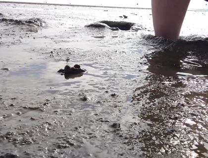 In Fine Stockings in the Wadden Sea of Wangerland