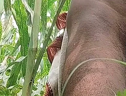 Big Black Hawking in the Cornfield