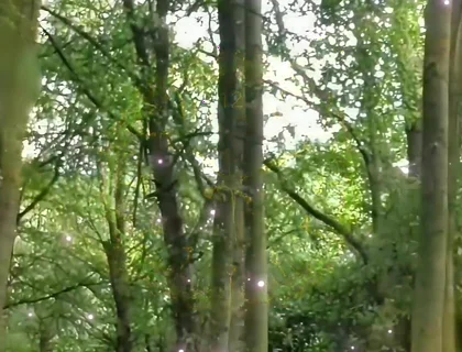 Fully Naked Walk in a Forest