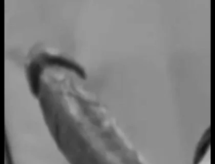 Intro