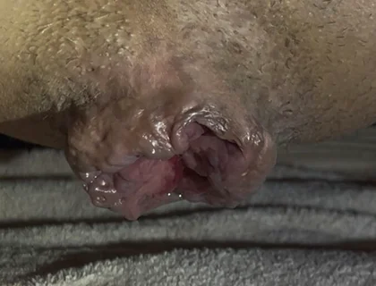 Low Hanging Ass Lips