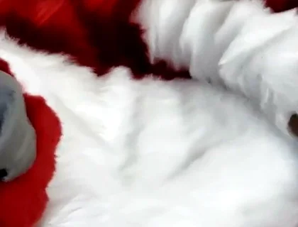 Jerking off and Showing Footpaws in Full-body Fursuit
