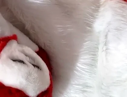 Furry in Full-body Fursuit Pisses on You, Then Cums Over Himself