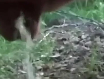 Want Me to Teabag You While I Piss?