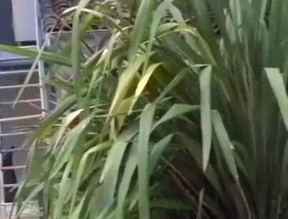 Romantik used raw by the straigth boy Vlad Castle