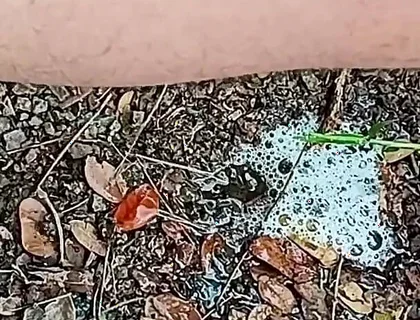 Compilation Pisses Urine by Master David